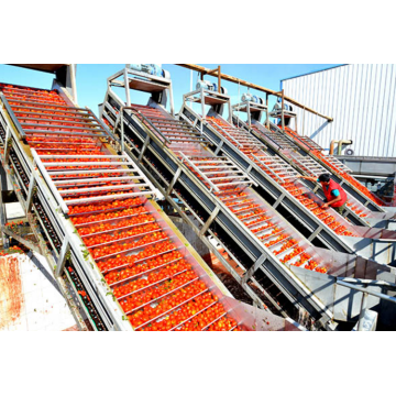 máquina de lavado y secado de frutas industriales